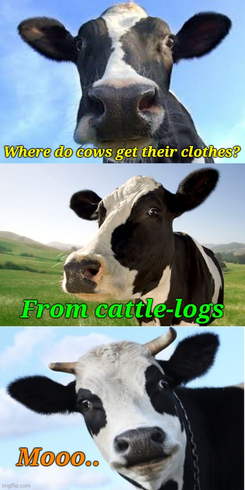 Moo-vin' Fashion | Where do cows get their clothes? From cattle-logs; Mooo.. | image tagged in bad pun cow,memes,puns,cows,animals | made w/ Imgflip meme maker