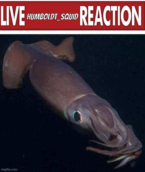 Live Humboldt_Squid Reaction | HUMBOLDT_SQUID | made w/ Imgflip meme maker