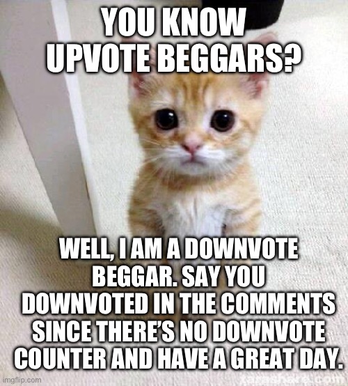 Where downvote counter? | YOU KNOW UPVOTE BEGGARS? WELL, I AM A DOWNVOTE BEGGAR. SAY YOU DOWNVOTED IN THE COMMENTS SINCE THERE’S NO DOWNVOTE COUNTER AND HAVE A GREAT DAY. | image tagged in memes,cute cat | made w/ Imgflip meme maker