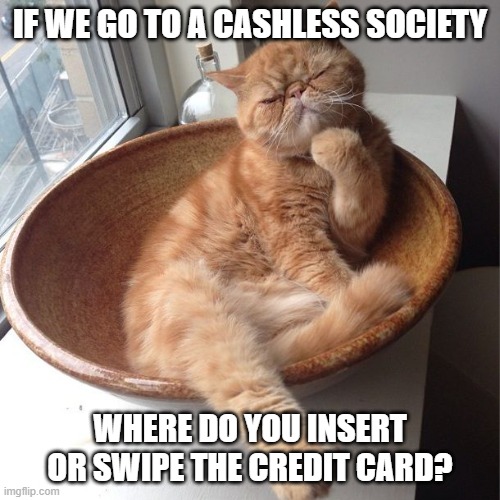 IF WE GO TO A CASHLESS SOCIETY WHERE DO YOU INSERT OR SWIPE THE CREDIT CARD? | image tagged in wondering cat | made w/ Imgflip meme maker