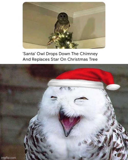 Santa Owl | image tagged in owl happy,santa,owl,christmas tree,memes,star | made w/ Imgflip meme maker