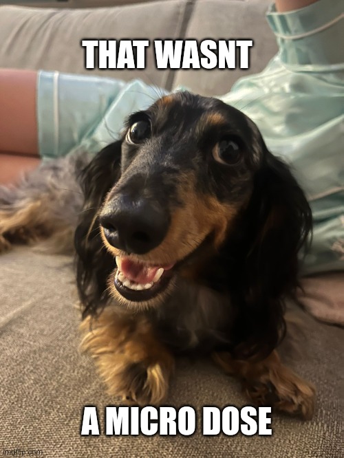 Happy doggo | THAT WASNT; A MICRO DOSE | image tagged in happy dog | made w/ Imgflip meme maker