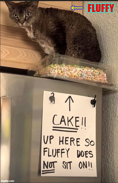 Murphy's Law has now been changed to Fluffy's Law | ←; FLUFFY | image tagged in vince vance,cats,cake,murphys law,funny cat memes,i love cats | made w/ Imgflip meme maker