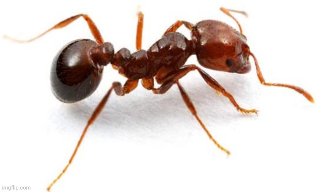 ant | image tagged in ant | made w/ Imgflip meme maker