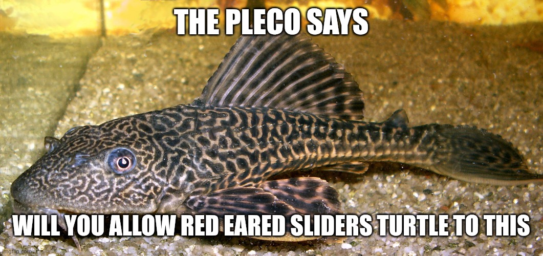 Pleco | THE PLECO SAYS; WILL YOU ALLOW RED EARED SLIDERS TURTLE TO THIS | image tagged in pleco | made w/ Imgflip meme maker