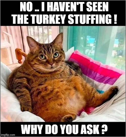 A Suspiciously Fat Cat ! | NO .. I HAVEN'T SEEN THE TURKEY STUFFING ! WHY DO YOU ASK ? | image tagged in cat,fat cat,stuffing,suspicious | made w/ Imgflip meme maker