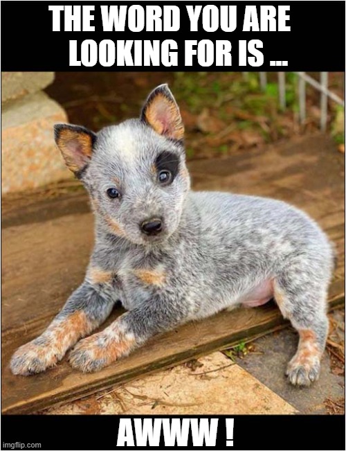 Just A Pretty Puppy ! | THE WORD YOU ARE
   LOOKING FOR IS ... AWWW ! | image tagged in dogs,puppy,aww | made w/ Imgflip meme maker