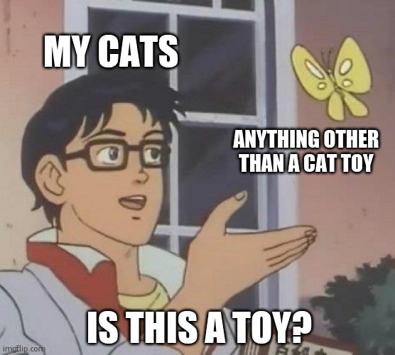 My cats part1 | MY CATS; ANYTHING OTHER THAN A CAT TOY; IS THIS A TOY? | image tagged in memes,is this a pigeon | made w/ Imgflip meme maker