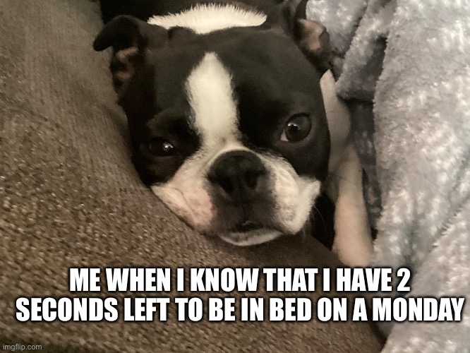 Doggie | ME WHEN I KNOW THAT I HAVE 2 SECONDS LEFT TO BE IN BED ON A MONDAY | image tagged in cute,dogs,adorable | made w/ Imgflip meme maker