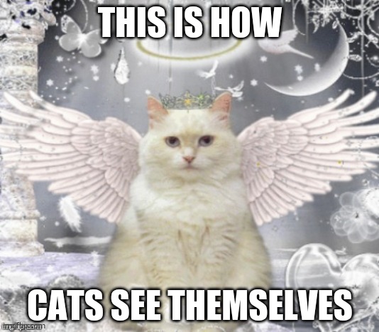 Cat Angel | THIS IS HOW; CATS SEE THEMSELVES | image tagged in cat angel | made w/ Imgflip meme maker