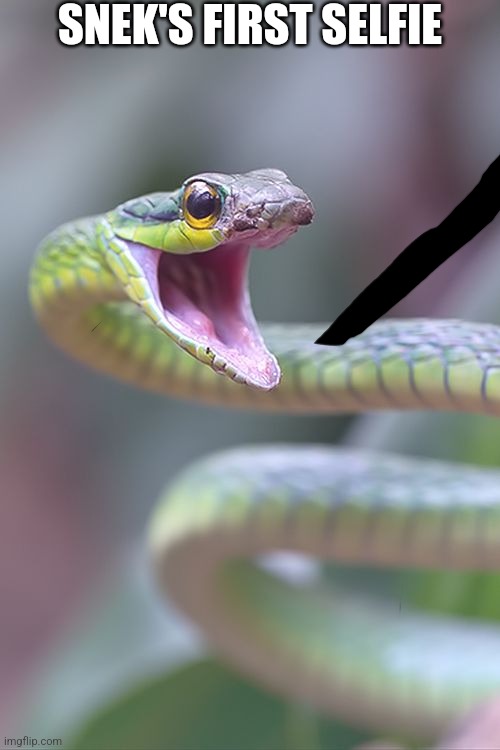 Snek selfie | SNEK'S FIRST SELFIE | image tagged in selfie snek,snek | made w/ Imgflip meme maker