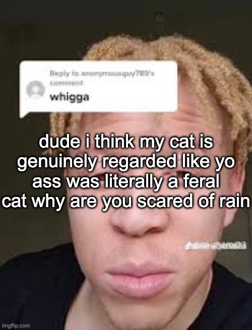 dumbass | dude i think my cat is genuinely regarded like yo ass was literally a feral cat why are you scared of rain | image tagged in whigga | made w/ Imgflip meme maker