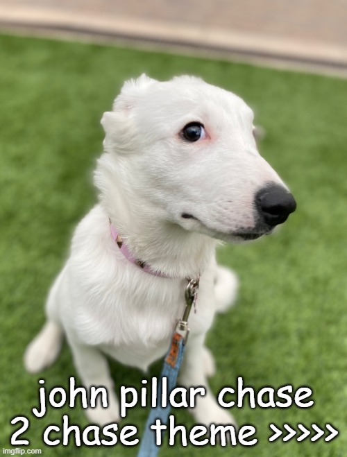 Side eye, Puppy | john pillar chase 2 chase theme >>>>> | image tagged in side eye puppy | made w/ Imgflip meme maker