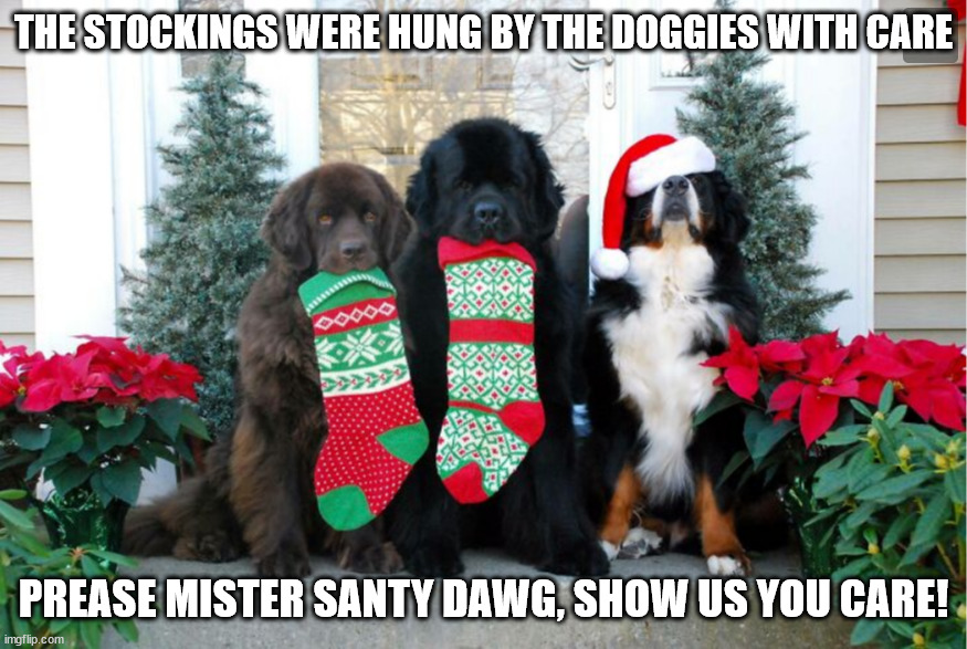 dawgs x-mas | THE STOCKINGS WERE HUNG BY THE DOGGIES WITH CARE; PREASE MISTER SANTY DAWG, SHOW US YOU CARE! | image tagged in dawgs,christmas,x-mas,dogs,murder,dirty jimmy | made w/ Imgflip meme maker