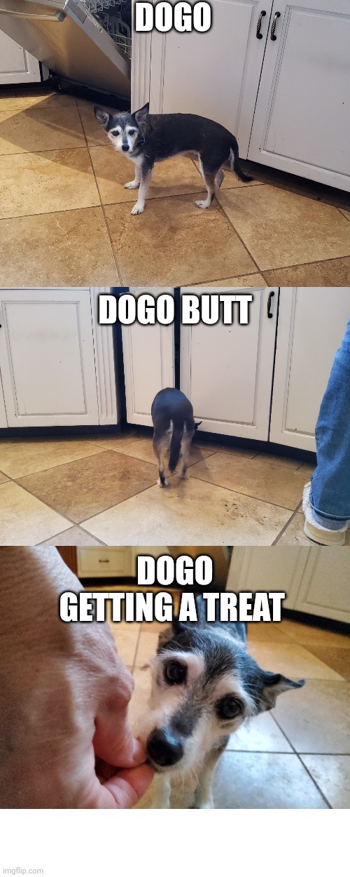 DOGO; DOGO BUTT; DOGO GETTING A TREAT | made w/ Imgflip meme maker