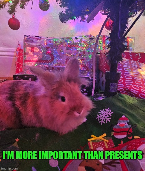 HE THINKS HE'S A PRESENT | I'M MORE IMPORTANT THAN PRESENTS | image tagged in bunny,rabbit,bunnies,christmas,christmas tree | made w/ Imgflip meme maker