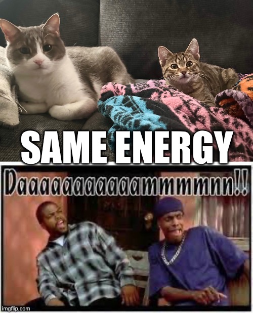 Same energy | SAME ENERGY | image tagged in cats | made w/ Imgflip meme maker