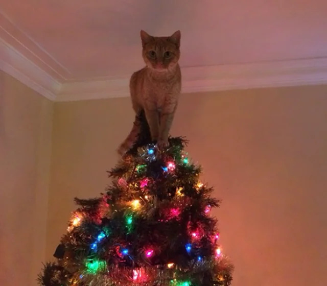 cat on tree Blank Meme Template