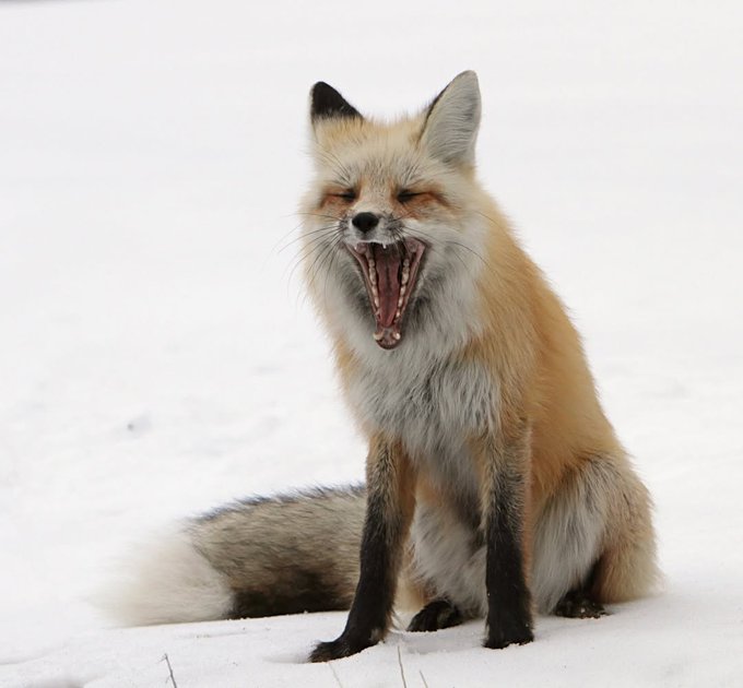 Fox Blank Meme Template