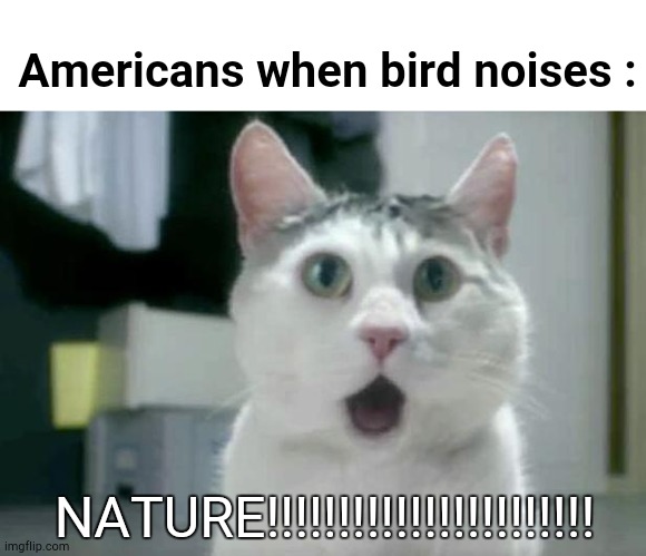 NATURE!!!!!!! | Americans when bird noises :; NATURE!!!!!!!!!!!!!!!!!!!!!!! | image tagged in memes,omg cat,funny,nature,cats | made w/ Imgflip meme maker