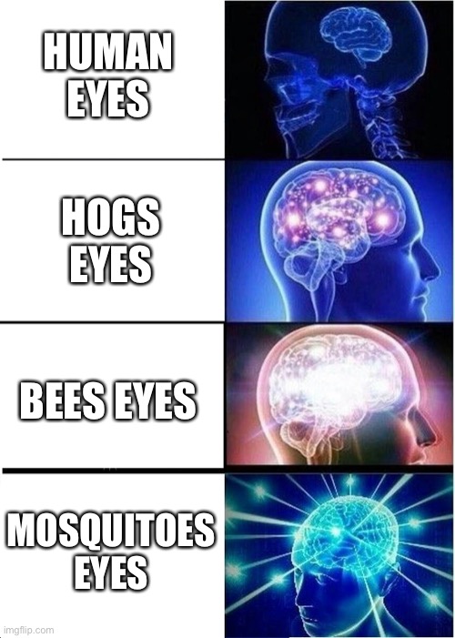 Is human hogs bees and mosquitoes cute?? | HUMAN EYES; HOGS EYES; BEES EYES; MOSQUITOES EYES | image tagged in memes,expanding brain | made w/ Imgflip meme maker