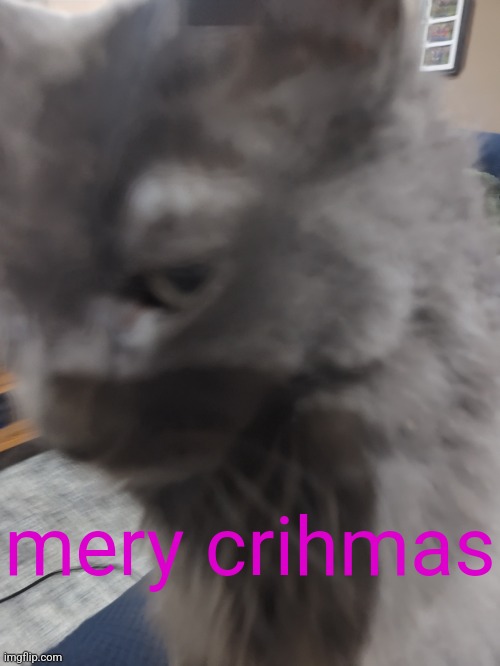 32's Cat | mery crihmas | image tagged in 32's cat | made w/ Imgflip meme maker