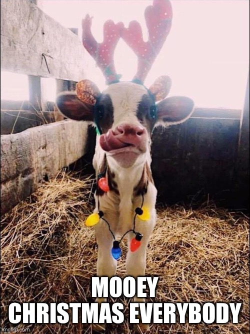 Mooey Christmas | MOOEY CHRISTMAS EVERYBODY | image tagged in christmas,cow | made w/ Imgflip meme maker