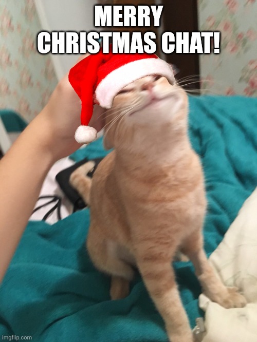 Hope you have a wonderful holiday! | MERRY CHRISTMAS CHAT! | image tagged in cat pat | made w/ Imgflip meme maker