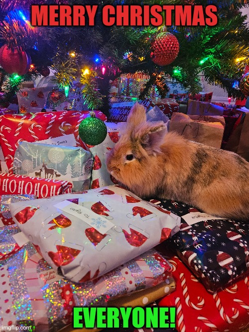 CHRISTMAS BUNNY IS HERE | MERRY CHRISTMAS; EVERYONE! | image tagged in bunny,christmas,bunnies,christmas tree | made w/ Imgflip meme maker