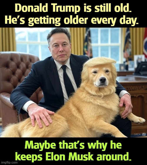 Say, Elon! What's that in your lap? | Donald Trump is still old. He's getting older every day. Maybe that's why he keeps Elon Musk around. | image tagged in elon musk,trump,old,senile,frontotemporal dementia,getting older | made w/ Imgflip meme maker