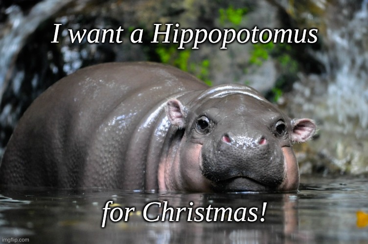 I want a Hippo for Xmas | I want a Hippopotomus; for Christmas! | image tagged in baby hippo xmas,pigmy hippo xmas,i wanna hippo | made w/ Imgflip meme maker