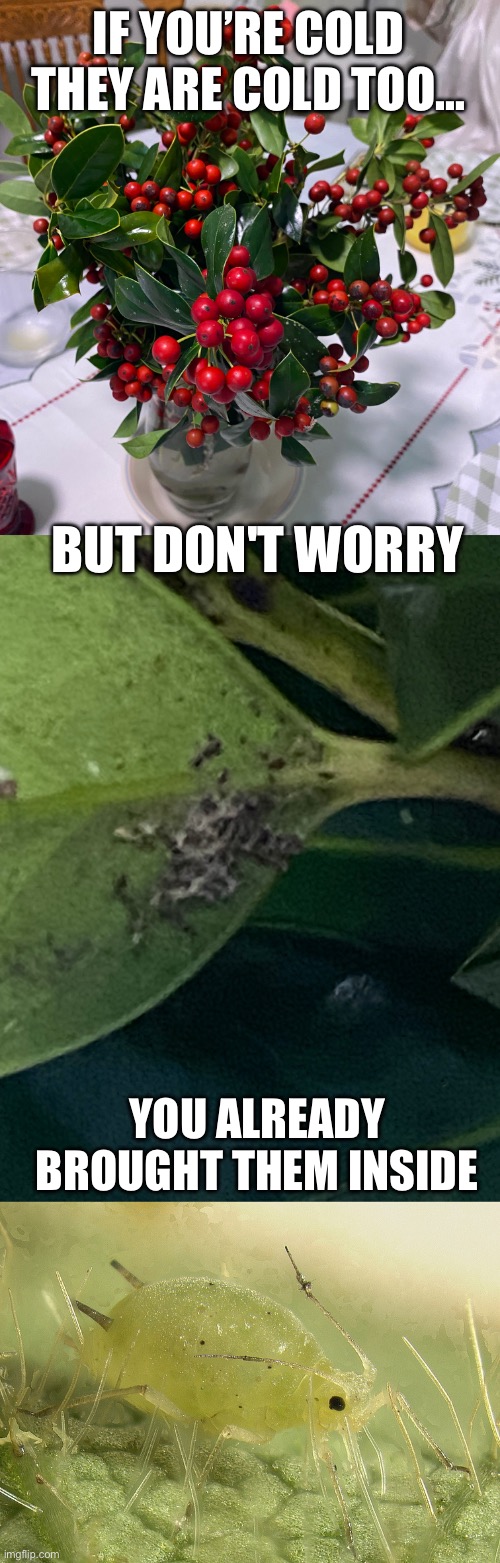 This Bugs Me | IF YOU’RE COLD THEY ARE COLD TOO…; BUT DON'T WORRY; YOU ALREADY BROUGHT THEM INSIDE | image tagged in christmas,flowers,bugs,funny,gross | made w/ Imgflip meme maker