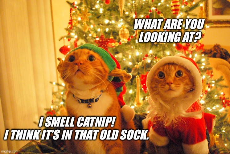 I smell catnip | WHAT ARE YOU 
LOOKING AT? I SMELL CATNIP!
I THINK IT’S IN THAT OLD SOCK. | image tagged in christmas cats hopeful | made w/ Imgflip meme maker