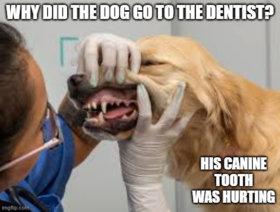 memes by Brad - The dog went to the dentist because his "canine" was hurting | WHY DID THE DOG GO TO THE DENTIST? HIS CANINE TOOTH WAS HURTING | image tagged in funny,fun,dogs,funny dog,dentist,tooth | made w/ Imgflip meme maker