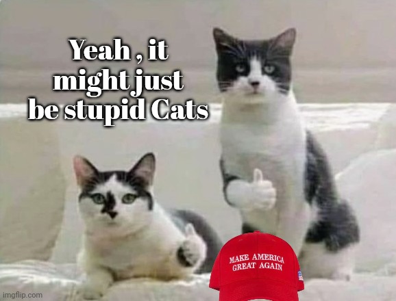 Thumbs up Cats | Yeah , it might just be stupid Cats | image tagged in thumbs up cats | made w/ Imgflip meme maker