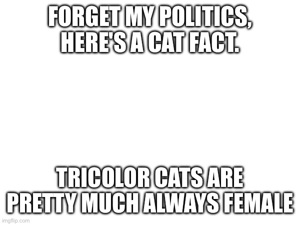 FORGET MY POLITICS, HERE'S A CAT FACT. TRICOLOR CATS ARE PRETTY MUCH ALWAYS FEMALE | made w/ Imgflip meme maker