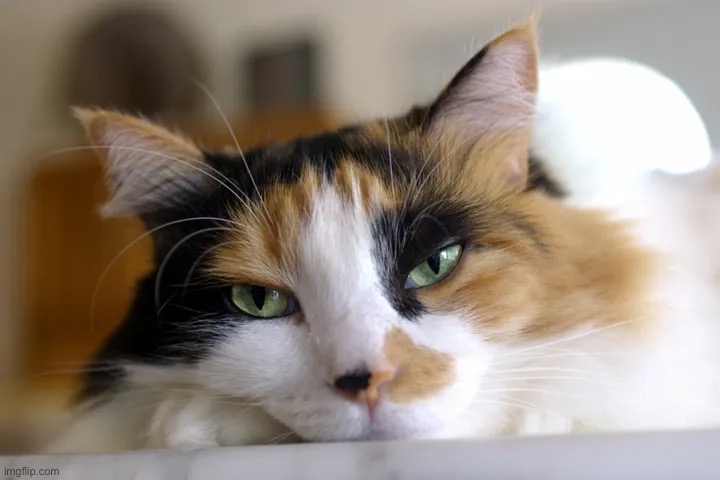 Pet | image tagged in calico cat kitten pet beautiful | made w/ Imgflip meme maker