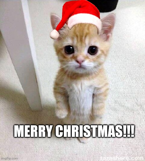 Merry Christmas guys | MERRY CHRISTMAS!!! | image tagged in memes,cute cat | made w/ Imgflip meme maker