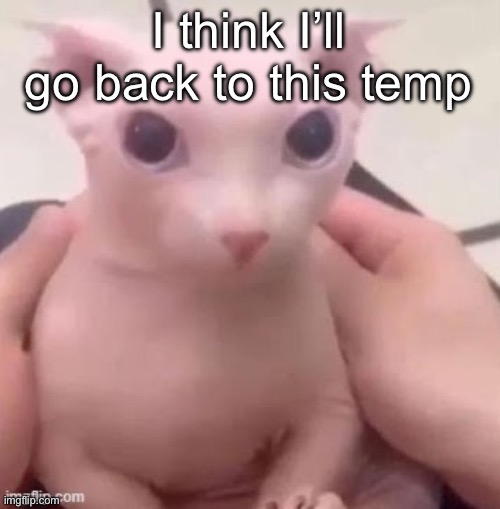 bingus | I think I’ll go back to this temp | image tagged in bingus | made w/ Imgflip meme maker