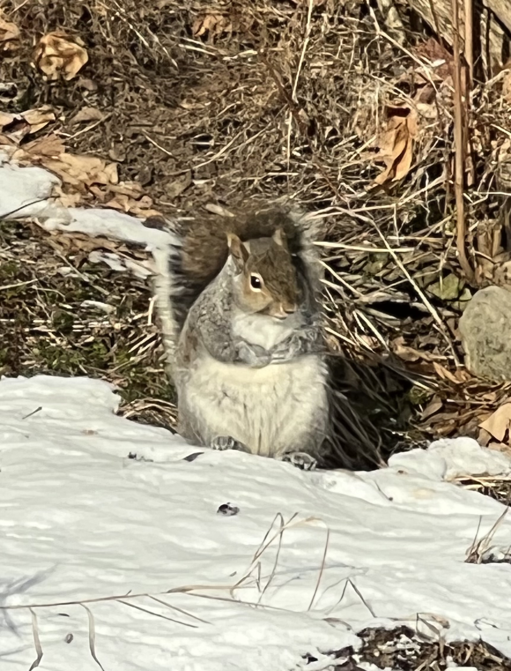 Hungry squirrel Blank Meme Template