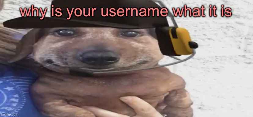 chucklenuts | why is your username what it is | image tagged in chucklenuts | made w/ Imgflip meme maker