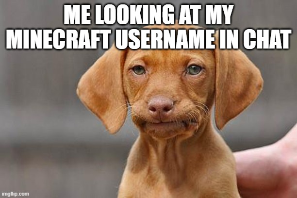 NOO | ME LOOKING AT MY MINECRAFT USERNAME IN CHAT | image tagged in dissapointed puppy | made w/ Imgflip meme maker