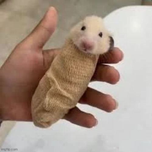 little fella | made w/ Imgflip meme maker