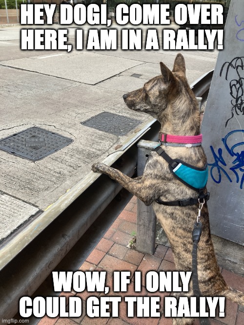 Dogi watching a rally | HEY DOGI, COME OVER HERE, I AM IN A RALLY! WOW, IF I ONLY COULD GET THE RALLY! | image tagged in dog wants to cross | made w/ Imgflip meme maker