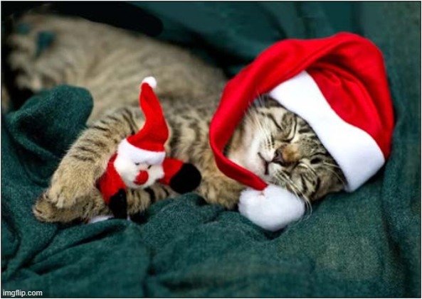 Contentment ! | image tagged in cats,christmas,contentment | made w/ Imgflip meme maker