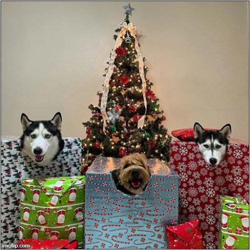 Great Gifts ! | image tagged in dogs,christmas gifts | made w/ Imgflip meme maker