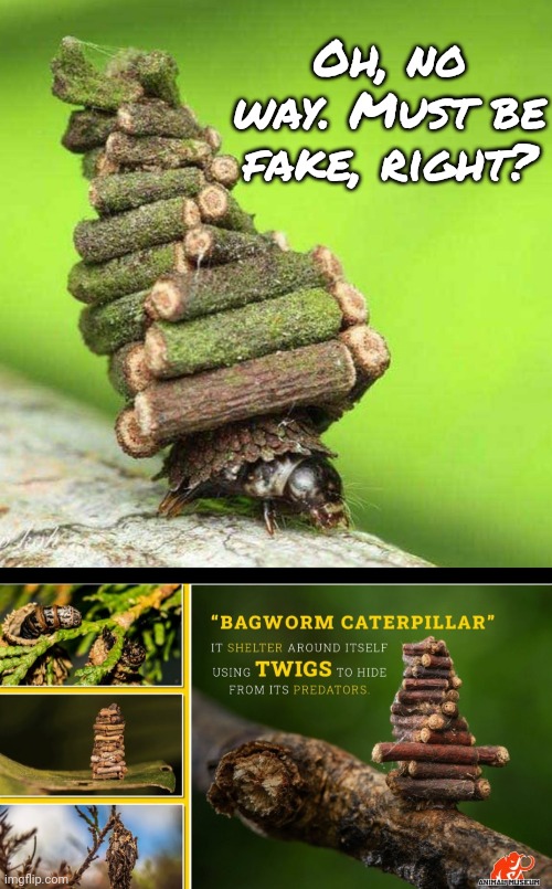 Actually Builds its Own Log Cabin | Oh, no way. Must be fake, right? | image tagged in bugs | made w/ Imgflip meme maker