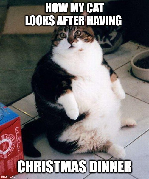 Fat cat | HOW MY CAT LOOKS AFTER HAVING; CHRISTMAS DINNER | image tagged in fat cat,funny memes | made w/ Imgflip meme maker