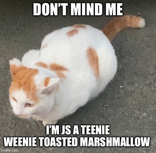 toasted marshmallow cat | DON’T MIND ME; I’M JS A TEENIE WEENIE TOASTED MARSHMALLOW | image tagged in cat,marshmallow | made w/ Imgflip meme maker