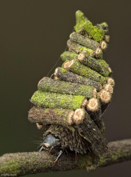 Real Insect: Bagworm Caterpillar Makes Log House to Protect Itself | image tagged in bug | made w/ Imgflip meme maker